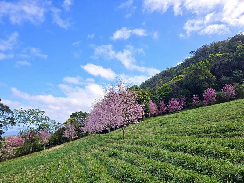 🔺影像來源：赤科山櫻之谷咖啡民宿臉書，2023/2/25盛開花況貼文。