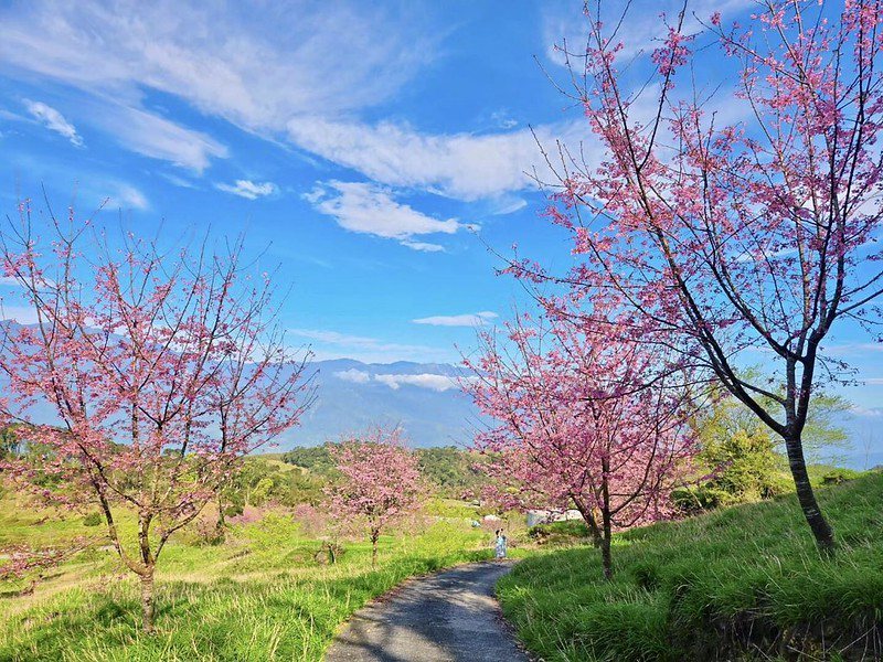 🔺影像來源：赤科山櫻之谷咖啡民宿臉書，2023/2/25盛開花況貼文。