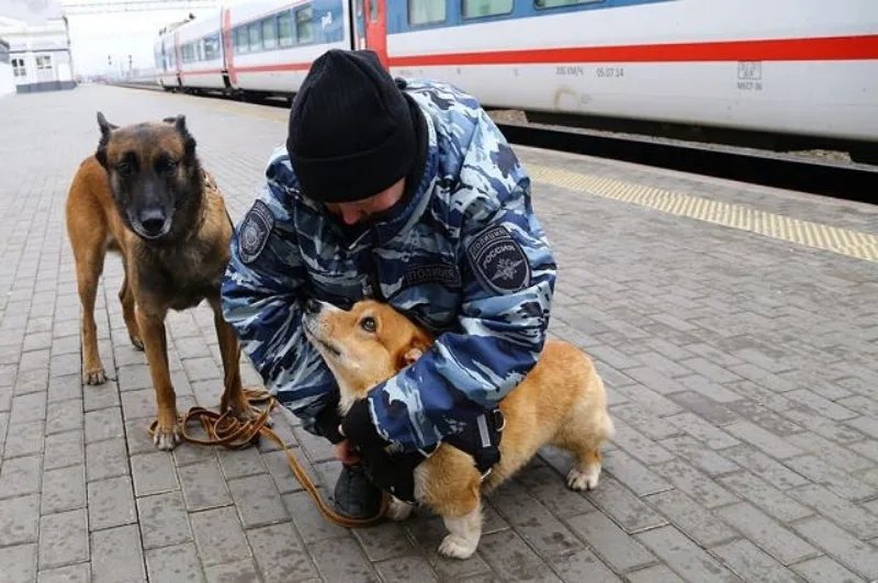 俄羅斯警局有一隻傳說級的警犬，職業生涯七年中締造許多功績，但牠竟是一隻比同伴矮上至少三個頭的柯基犬。圖擷自IG「corgi_police_dog」