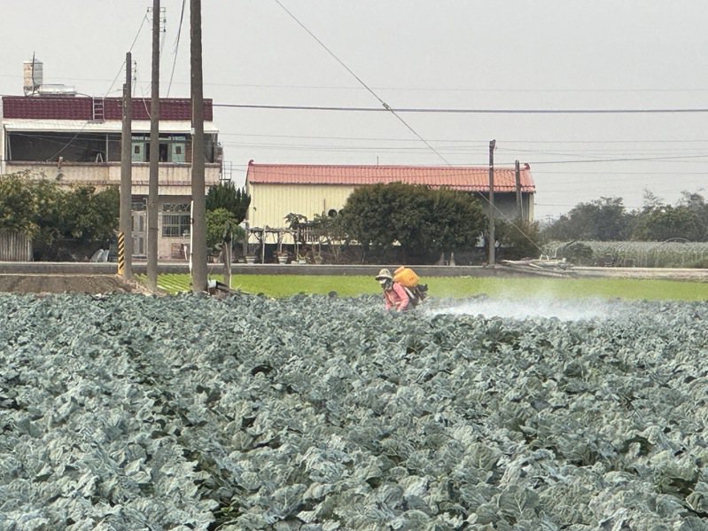 嘉義縣新港鄉73歲老農婦獨自背著30公斤動力噴藥機，頂著強風在廣大青花菜農田噴藥。圖／讀者提供