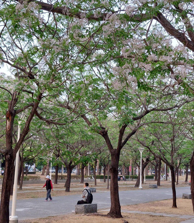 高雄市劳工公园的楝树绽放浪漫紫花。图／高雄市工务局提供