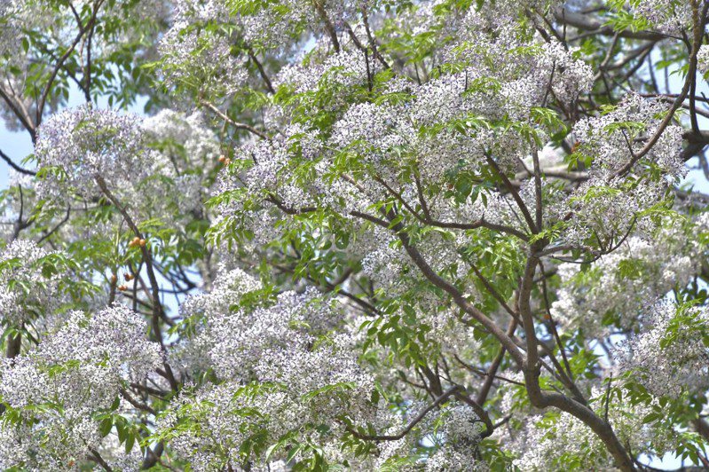 高雄市劳工公园的楝树绽放浪漫紫花，花期至下月结束。图／高雄市工务局提供