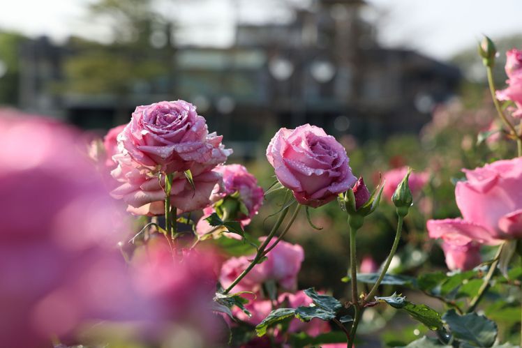 「2024臺北玫瑰展」於臺北玫瑰園嬌豔登場。圖/晶華酒店提供