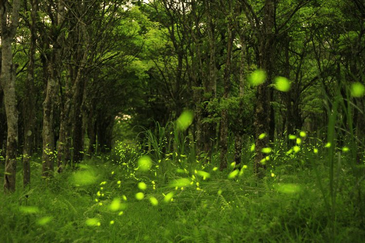 春季是螢火蟲出沒的季節。圖/花蓮林管處提供
