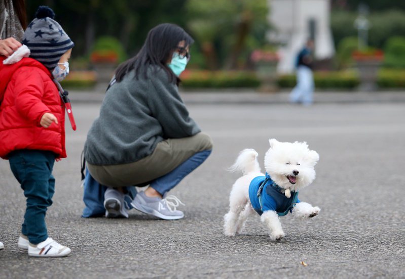 台灣仍屬於狂犬病疫區，北市府擴大宣導深入鄰里，呼籲飼主帶寵物施打。犬貓示意圖。聯合報系資料照