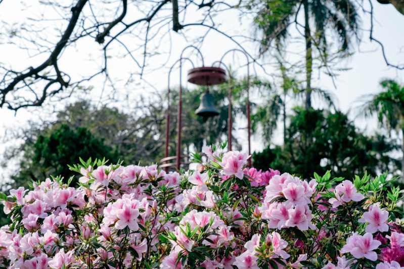 國立台灣大學一年一度的春季杜鵑花節今日揭幕，主題標語為「杜鵑吐花芳 青年築夢想」。圖／台大提供