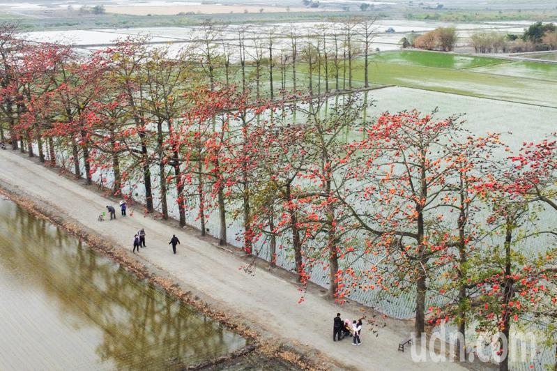 彰化縣竹塘鄉濁水溪堤防種有一排高聳的木棉樹，是知名的賞花秘境。記者黃仲裕／攝影