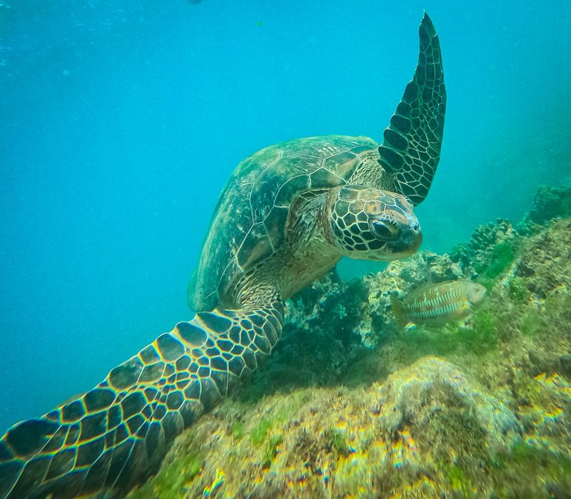尚吉巴（Zanzibar）奔巴島（Pemba Island）9日驚傳食用海龜中毒。示意圖，記者賴昀岫／攝影