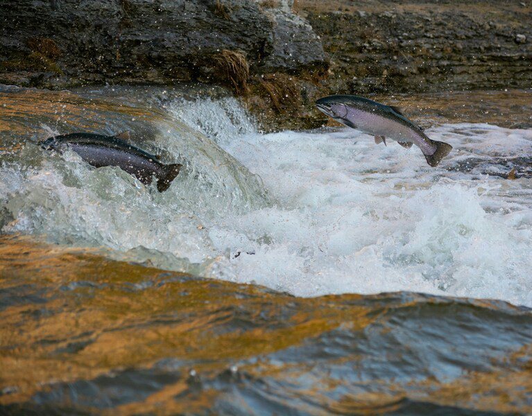 圖說：養殖鮭魚大規模死亡，令學者深感擔憂。（Photo by Brandon on Unsplash under C.C License）