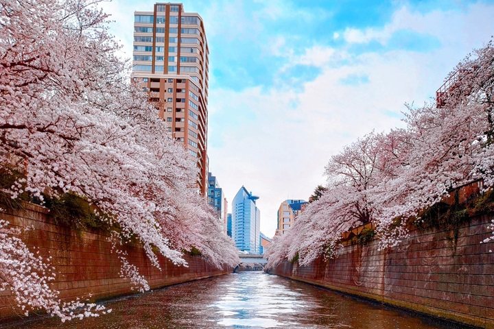 包船獨享東京目黑川兩側的櫻花美景，可說是前所未有的浪漫體驗。　圖：株式會社東京 WATERWAYS／提供