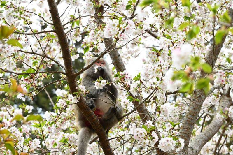武陵農場臉書粉專小編昨天直播介紹墨染櫻花，也拍下猴群吃櫻花畫面。圖／武陵農場提供