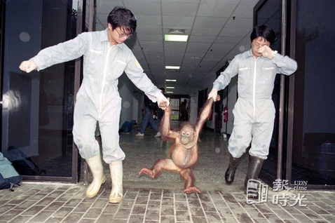 1990年海關在台中緝私查獲的10隻紅毛猩猩，廿八日終於結束了流落台灣的日子，在...