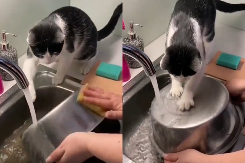 貓咪觀察人類洗碗，最後出手加入戰局。圖擷自微博