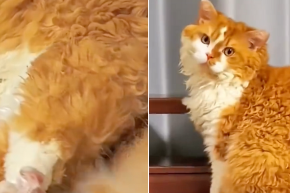 有網友分享一隻塞爾凱克捲毛貓的外型相當吸睛。圖/翻攝自微博