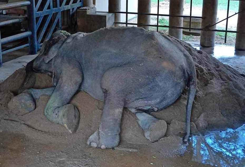 累壞的大象奶奶「Somboon」。圖擷自臉書Save Elephant Foundation