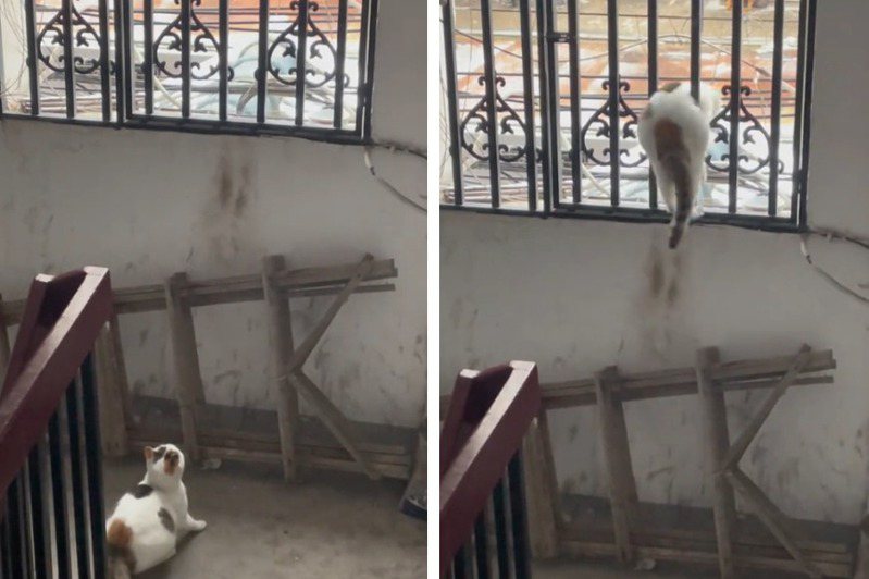 一隻肥胖的三花貓想要從樓梯間跳上鐵窗離開公寓，沒想到吃到肚子太胖完全過不去，無論貓咪如何扭動身體就是被一團肥油卡住，最後三花貓只好放棄跳下來，發現竟然有人拿手機偷拍當場氣炸離開。 (圖/取自影片)