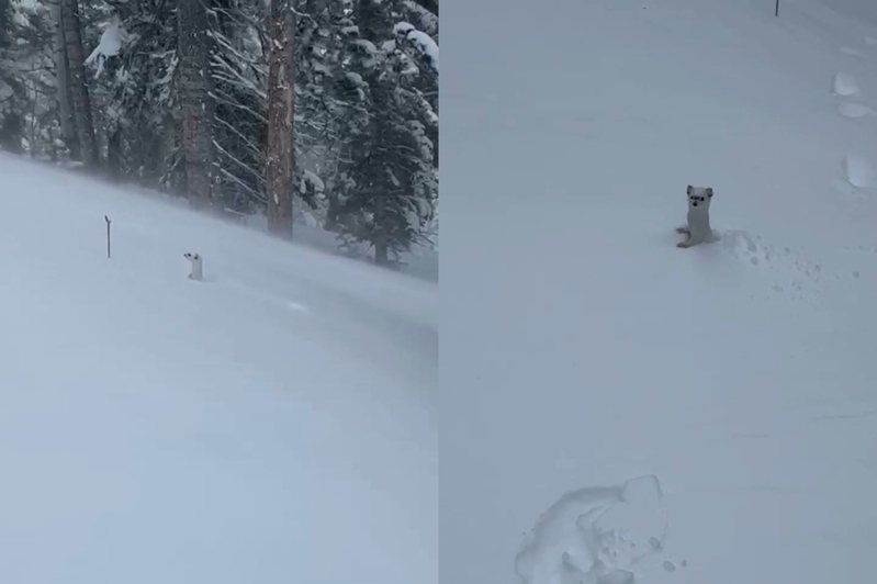 國外一名網友上山滑雪發現一隻少見的野生白鼬。圖擷自IG@kerwynjones2
