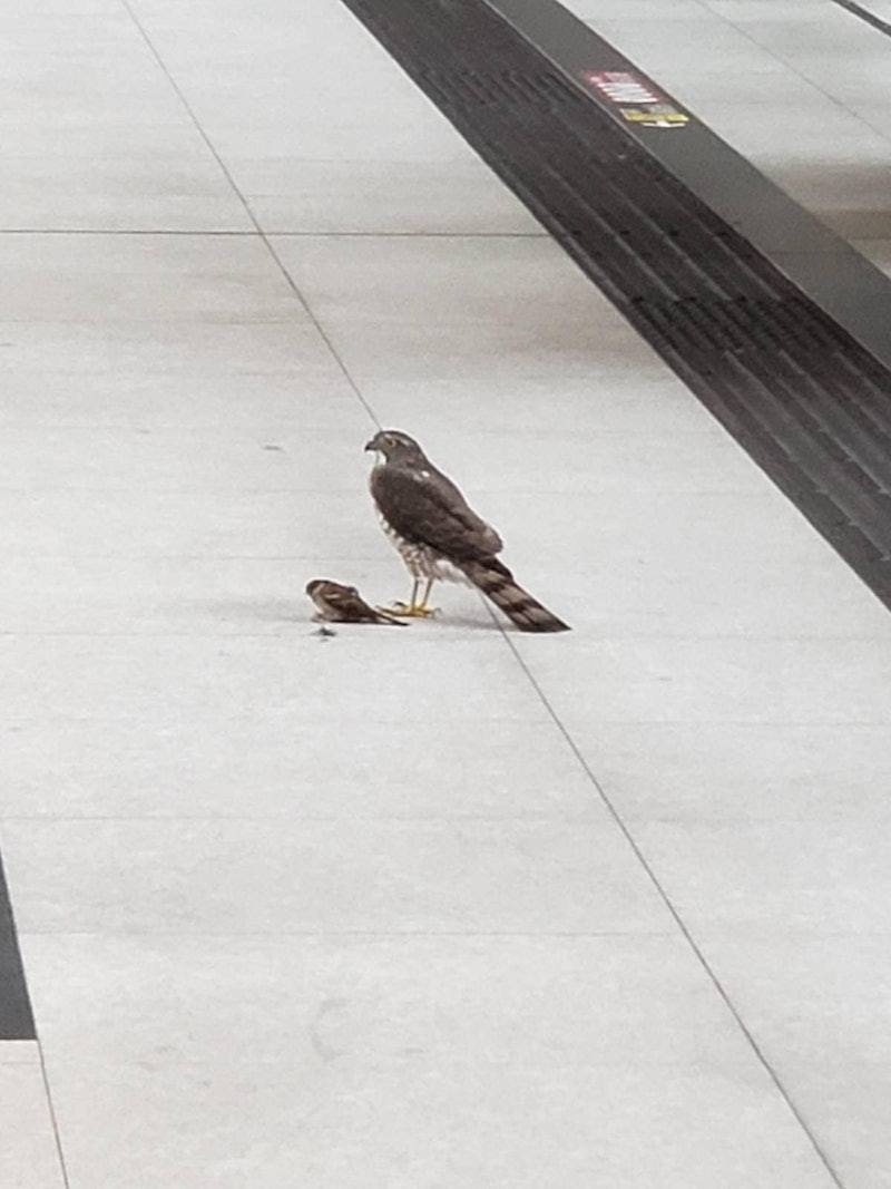 松雀鷹腳邊有1隻懷疑受傷麻雀，相信正在扮死。（facebook群組「香港自然生態論壇 HKWildlife.net」圖片）