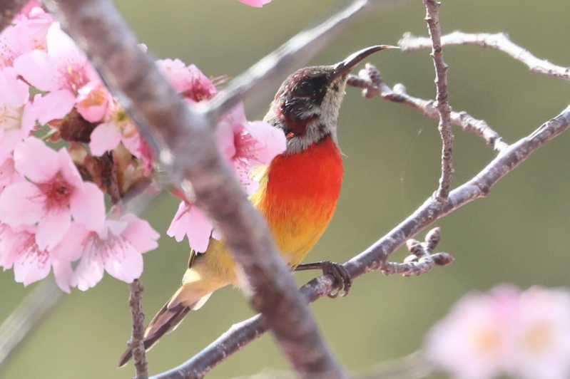 春暖花開，桃園市復興區櫻花盛開，巴陵二馬山莊旁的櫻木花道，上月底有鳥友發現罕見迷鳥藍喉太陽鳥，引起鳥友界轟動。圖／張文良提供