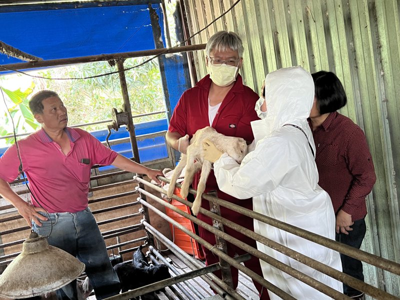 台南市政府农业局表示，2023年初台湾完成羊痘拔针，去年底正式成为世界动物卫生组织﹙WOAH﹚认同羊痘非疫区，后续仍须步步为营。图／台南市政府农业局提供