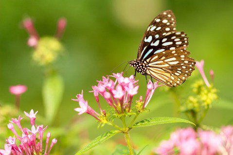 台灣過去曾有「蝴蝶王國」的美名，台灣國內擁有超過 400 種的蝴蝶。示意圖。 圖...