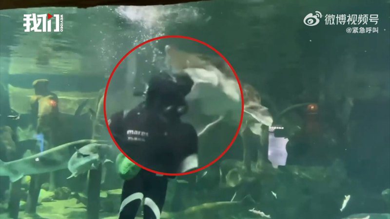 有潛水夫在水下餵食魚類時，突遭巨型鱘草魚張大口咬住頭部。（新京報）