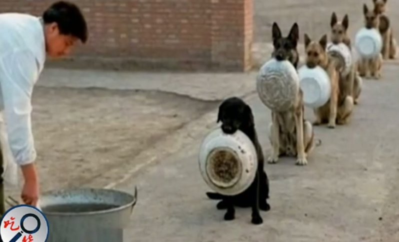 警犬训练生们排队等放饭。图取自抖音