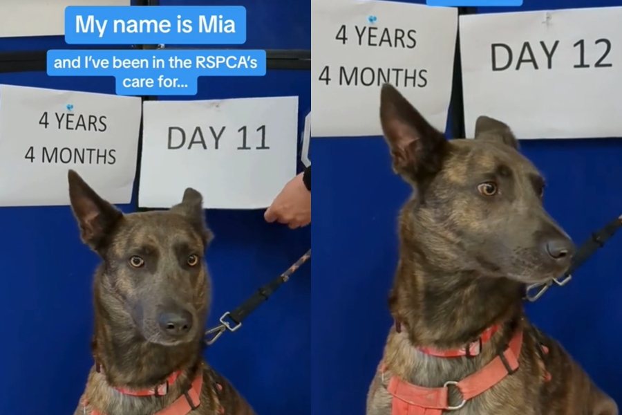 英國一隻狗狗米婭（Mia）剛出生9天就被送到「皇家防止虐待動物協會」（RSPCA），至今已待了超過4年又4個月。圖擷自Tiktok@rspca_official