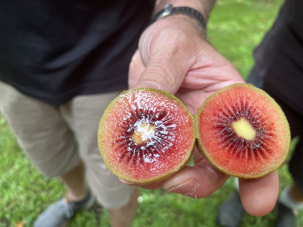 「紅奇異果」是近兩年新開發品種，味道如莓果。記者楊孟蓉／攝影