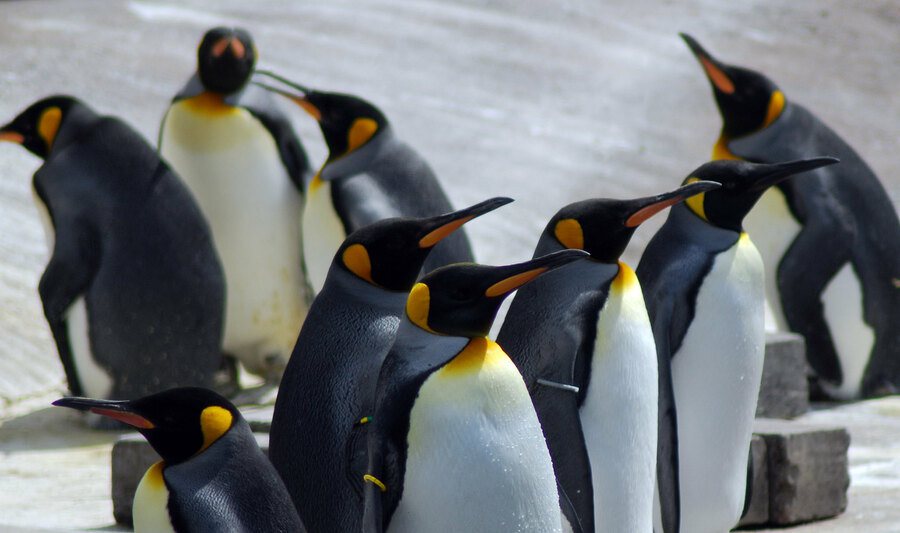 隨著全球禽流感肆虐，連南極大陸周圍島嶼也出現確診的企鵝個案。（Photo by Gareth Edwards on Flickr under C.C. License）