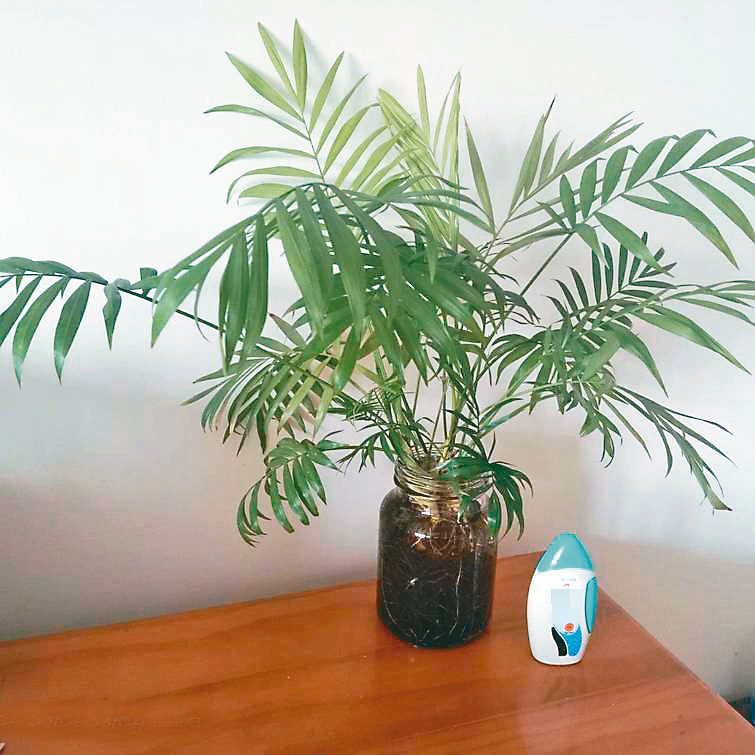 室內安放綠色植栽可淨化空氣。圖／小可提供