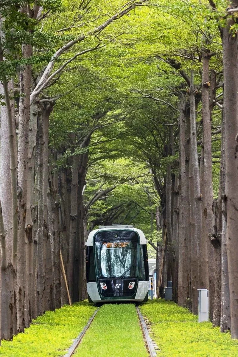 高雄輕軌美術館站段，列車行駛於小葉欖樹林中猶如「龍貓隧道」。圖／高雄捷運提供