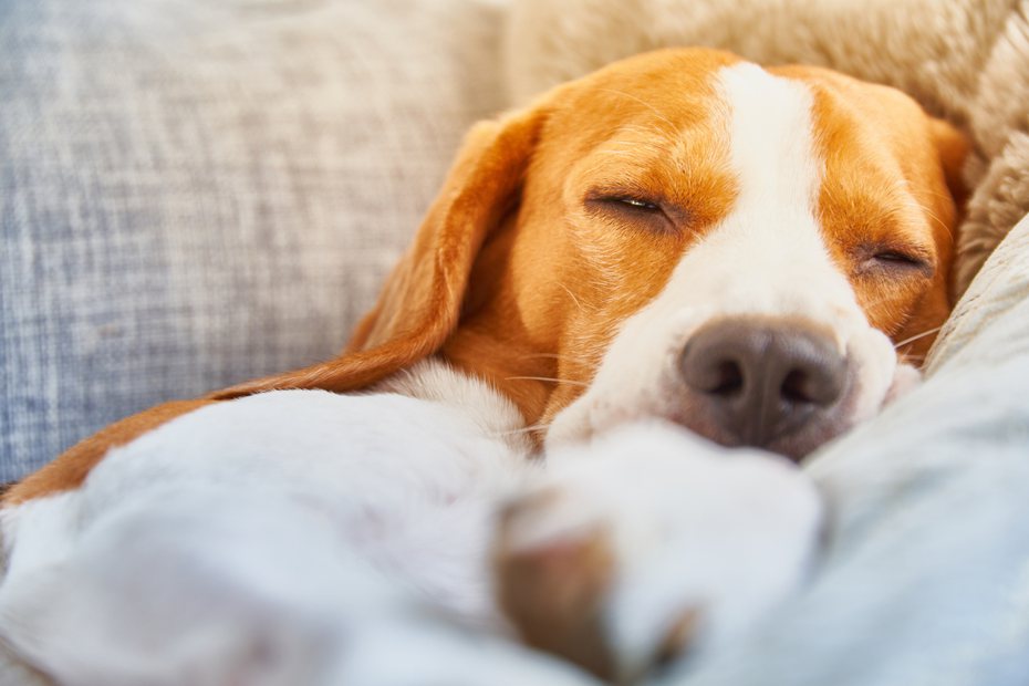 相信很多飼主會發現狗狗睡覺時很常半睜著眼睛，甚至會翻白眼，有些人可能會擔心這樣是不是代表狗狗有眼疾？ ingimage示意圖