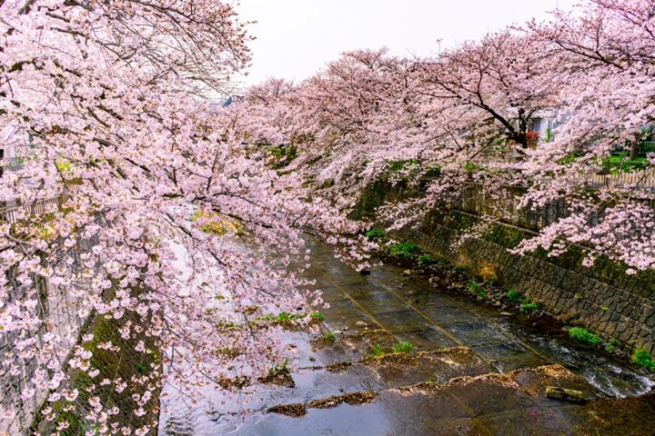 東京都町田市櫻花祭的恩田川會場。　圖：町田市役所／提供