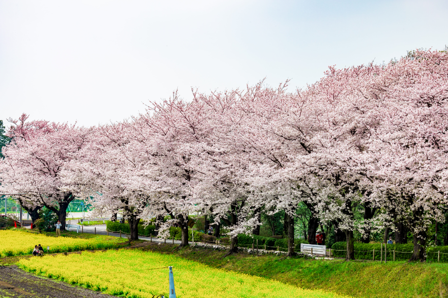 ▲東京都町田市櫻花祭的尾根綠道會場。　圖：町田市役所／提供