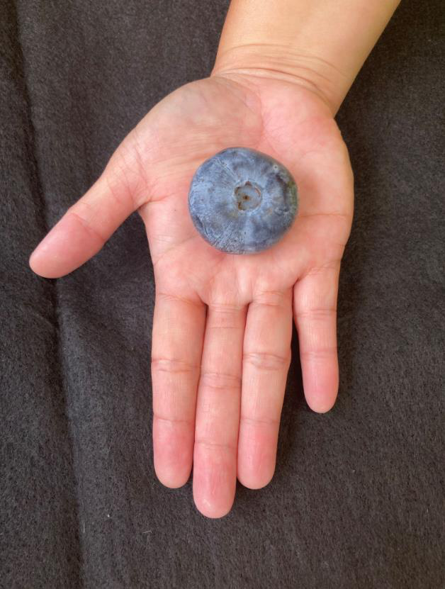 澳洲一家農場種出一顆有如桌球大的藍莓，寬約4公分、重約20克，打破金氏世界紀錄。取自Costa Berries臉書