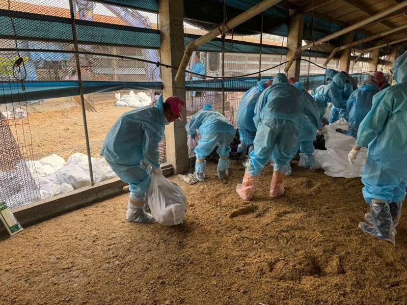 雲林縣台西鄉1土雞場確診H5N1亞型高病原性禽流感，動植物防疫所人員撲殺1萬2420隻35日齡的黑羽土雞。圖／雲林縣政府提供