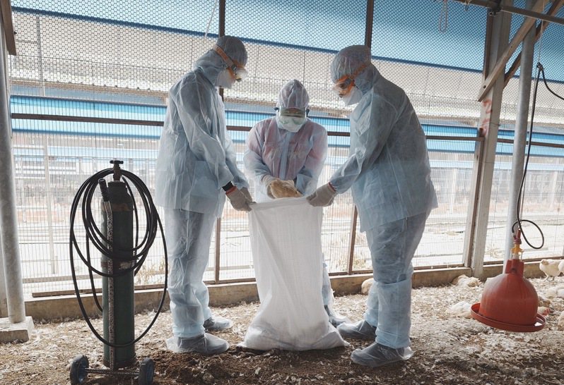 台南市佳里區一處養雞場染禽流感，動保處今天完成全場32490隻土雞撲殺。照／南市動保處提供