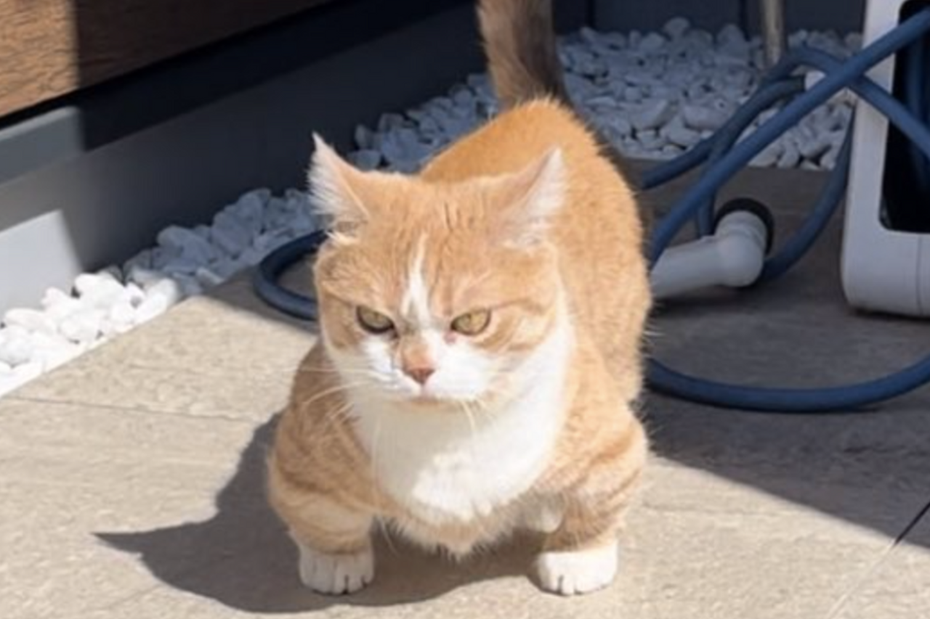 3歲的橘色短腿曼赤肯貓「虎太郎」一臉兇狠的站在原地，神情彷彿在說「不要惹本喵！」。（圖／翻攝自推特 @kotaro_0315）