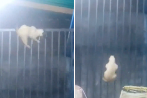 有網友分享家裡暹羅貓翻過超高圍欄回家，一開始讓人看了捏了把冷汗，所幸最後貓咪順利著陸。圖/翻攝自微博