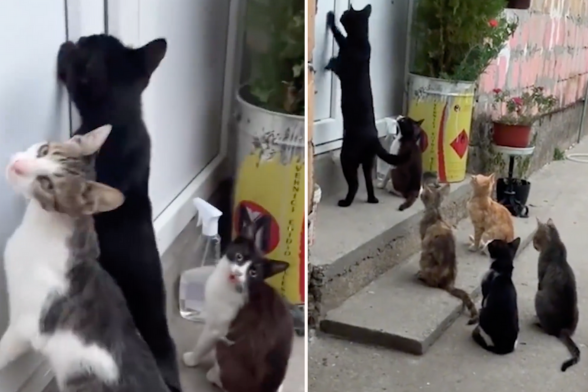 有網友餵食過的流浪貓隔天帶著一大群同伴聚集在門口。圖/翻攝自微博