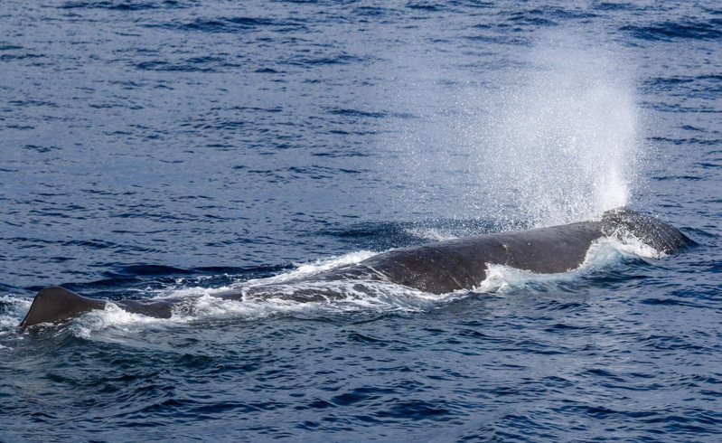 知名海洋作家廖鴻基領航的賞鯨船，今天一早出海記錄海洋生物的行為與習性，意外在花蓮清水斷崖附近，與一頭長達17公尺的大型抹香鯨相遇。圖／花蓮縣福爾摩莎協會提供