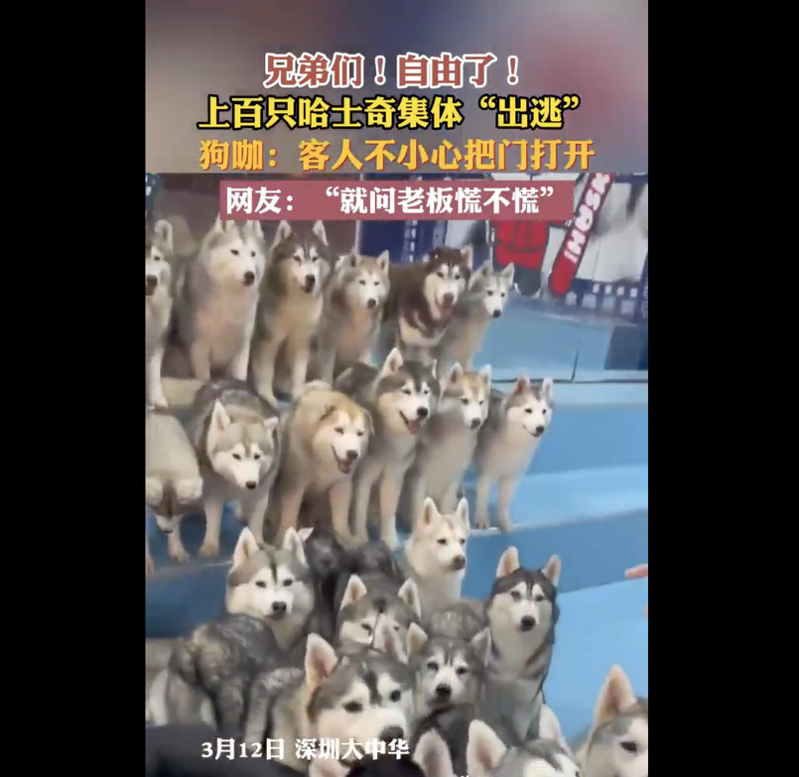 深圳一家「狗咖」日前上演100隻哈士奇集體「越獄」的歡樂戲碼。（圖／截圖自網路影片）