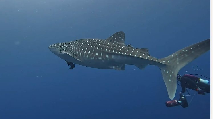 今早有潜水客在台东绿岛潜点发现一尾未成年鲸鲨在海中悠游。图／林冠宇、陈雅芬提供