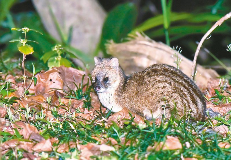屏東縣獅子鄉段旁的雙流國家森林遊樂區曾拍攝到夜間出沒的麝香貓。圖／屏東林管處提供