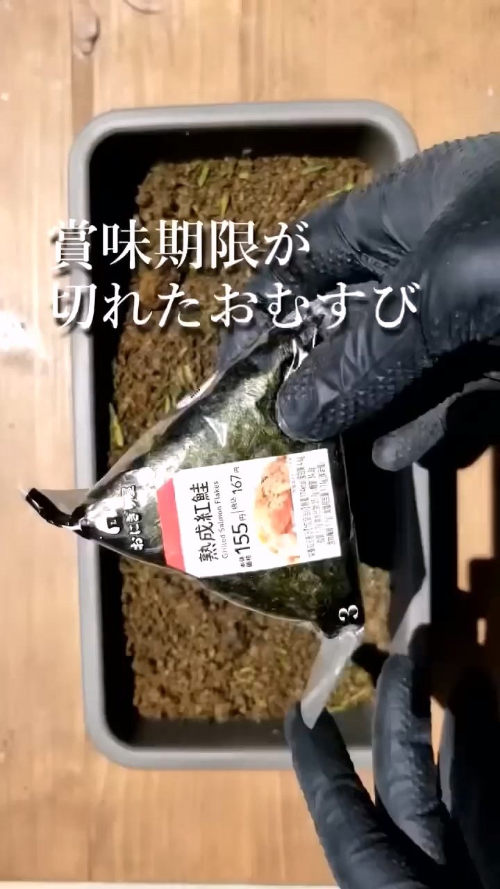 日本YouTuber實驗將飯糰埋進土裡一個月會怎樣，結果發現內餡竟然完好如初。圖擷自turikipp YouTube頻道