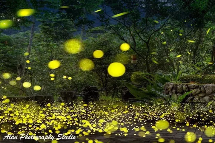 夜賞螢火蟲，還可體驗天燈祈福活動。 圖／頭城休閒農場提供