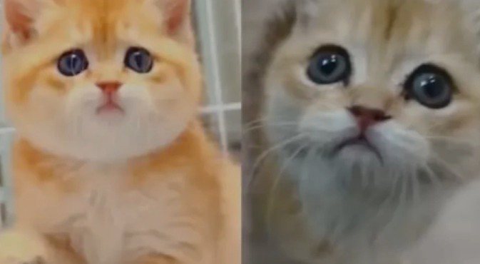 左邊是直播間展示的貓，右邊是買家實際收到的貓，看起來有落差。圖取自微博