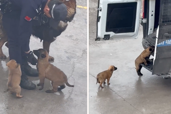 兩隻年紀還小的警犬看到大家要出門工作，雙雙小跑步跟了上去。圖／翻攝自微博