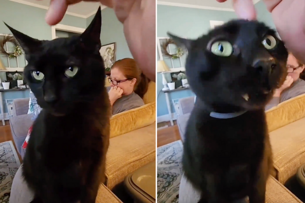 有網友分享黑貓被主人撫摸後，表情變得越來越詭異。圖/翻攝自微博